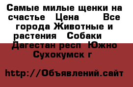 Самые милые щенки на счастье › Цена ­ 1 - Все города Животные и растения » Собаки   . Дагестан респ.,Южно-Сухокумск г.